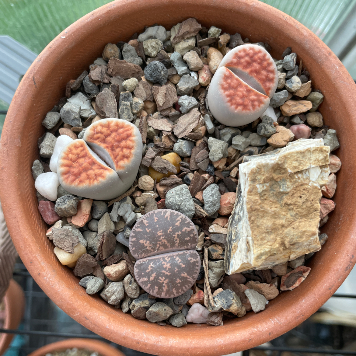 Sunset Lithops