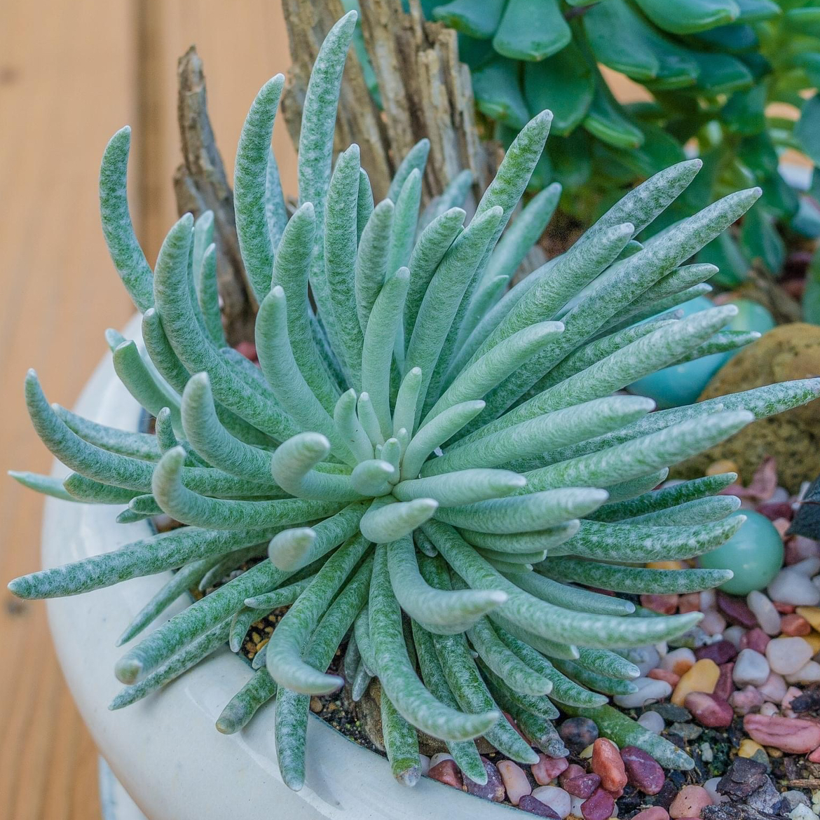 Silver coral
