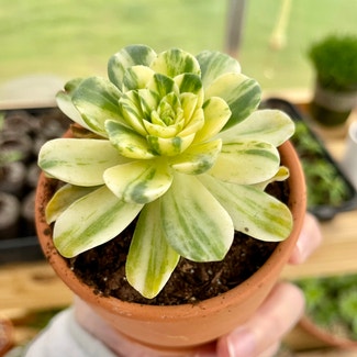 Aeonium castello-paivae variegata 'Suncup' plant in Korea, Kentucky