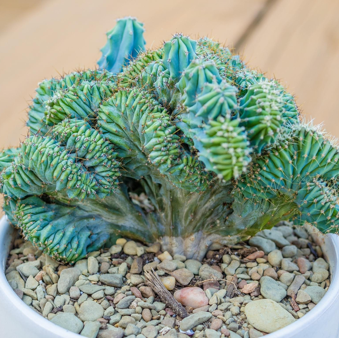 Crested Blue Flame plant in a white pot with rocky soil, appears healthy.
