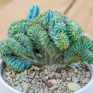 Crested Blue Flame plant in Korea, Kentucky