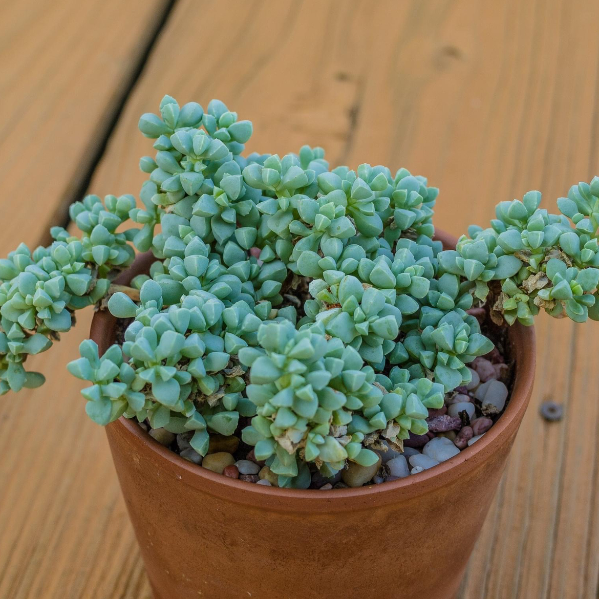 Potted Deltoid-Leaved Dew Plant with healthy, tightly packed leaves.