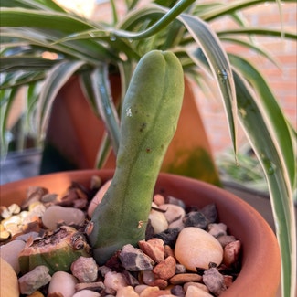 penis cactus plant in Korea, Kentucky