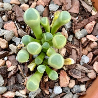 Baby Toes plant in Korea, Kentucky