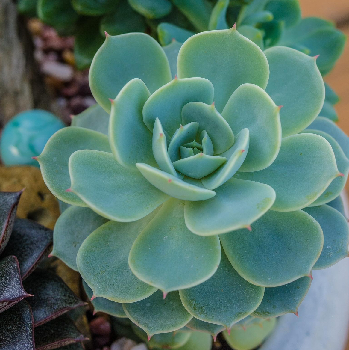 Healthy Echeveria 'Lola' succulent with well-formed leaves.