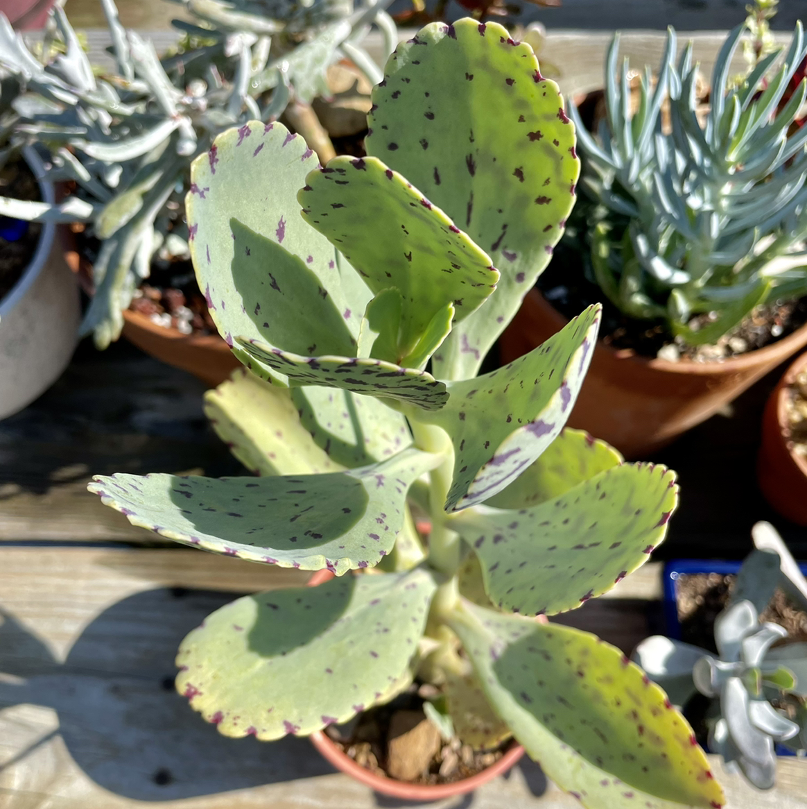 Penwiper Plant with green leaves and dark spots in a pot, other plants in the background.