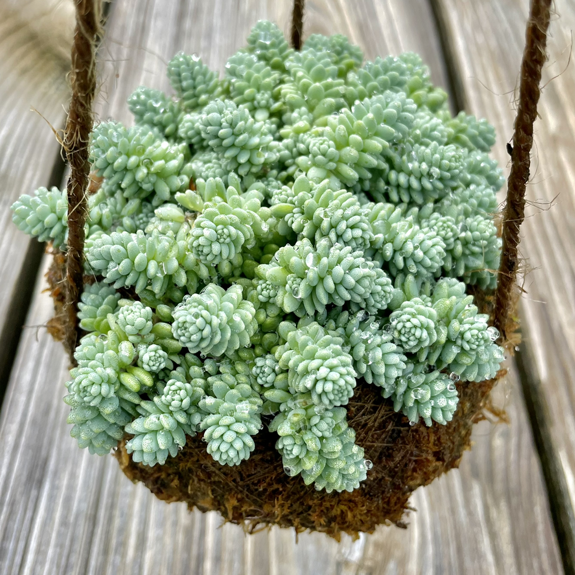 Photo of the plant species Corsican Stonecrop by @Jana85 named Alpine on Greg, the plant care app