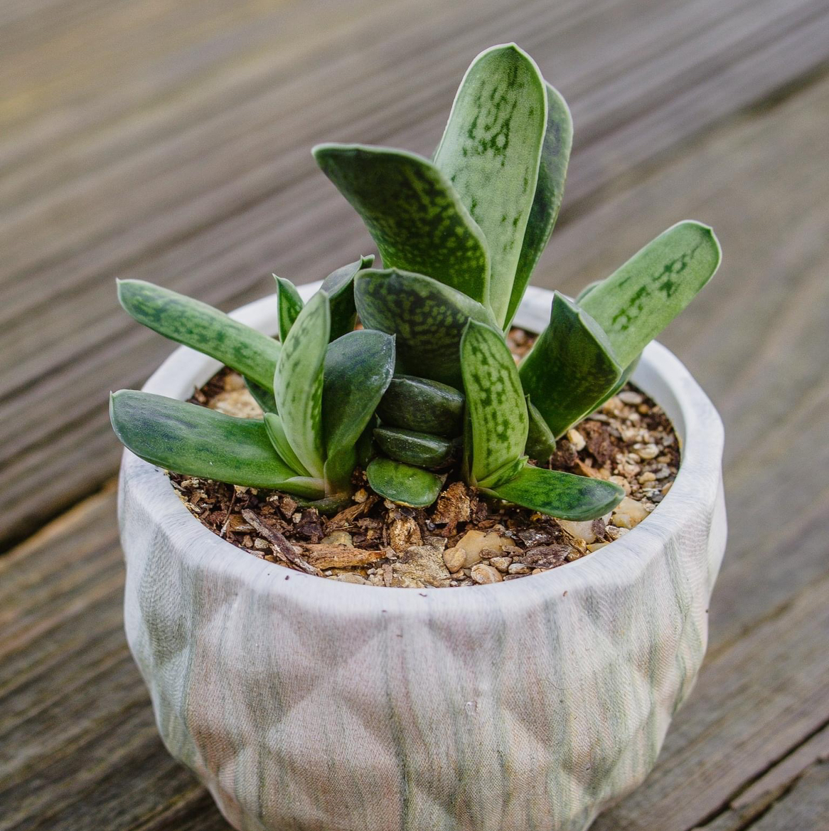 Photo of the plant species Frosty Gasteria by @Jana85 named Your plant on Greg, the plant care app