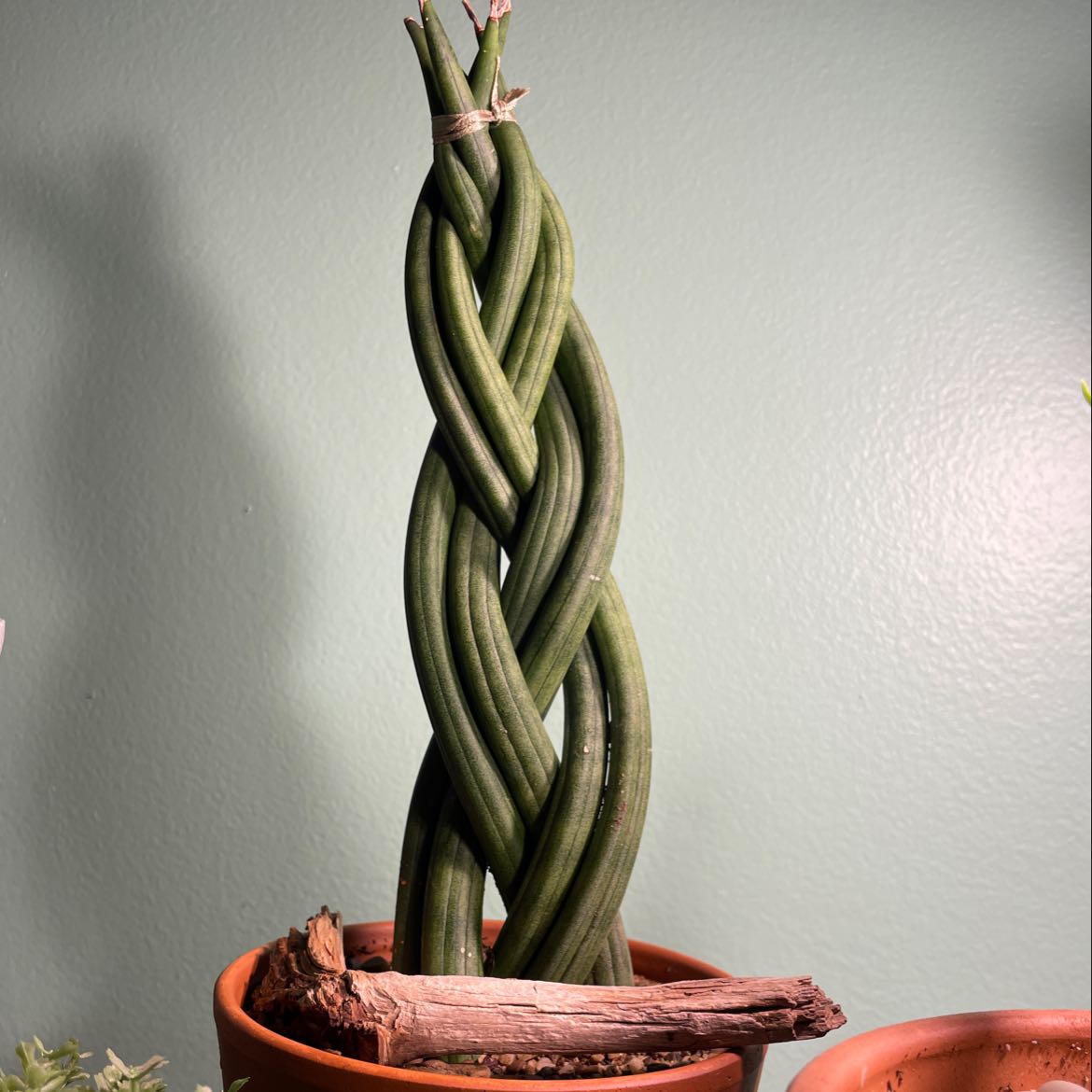 Photo of the plant species Cylindrical Snake Plant by @Jana85 named Billie on Greg, the plant care app