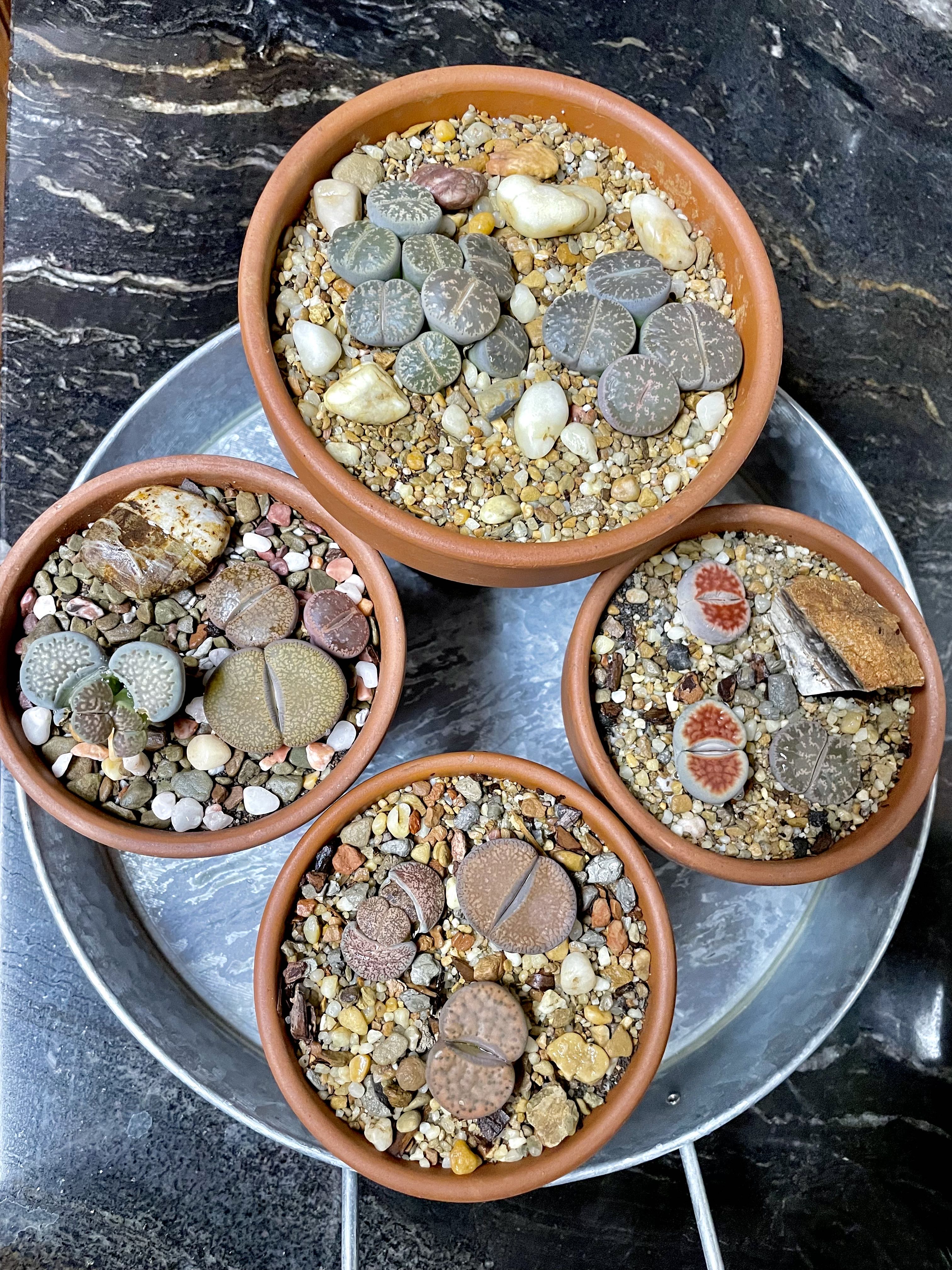 First fall watering for my wrinkled Lithops