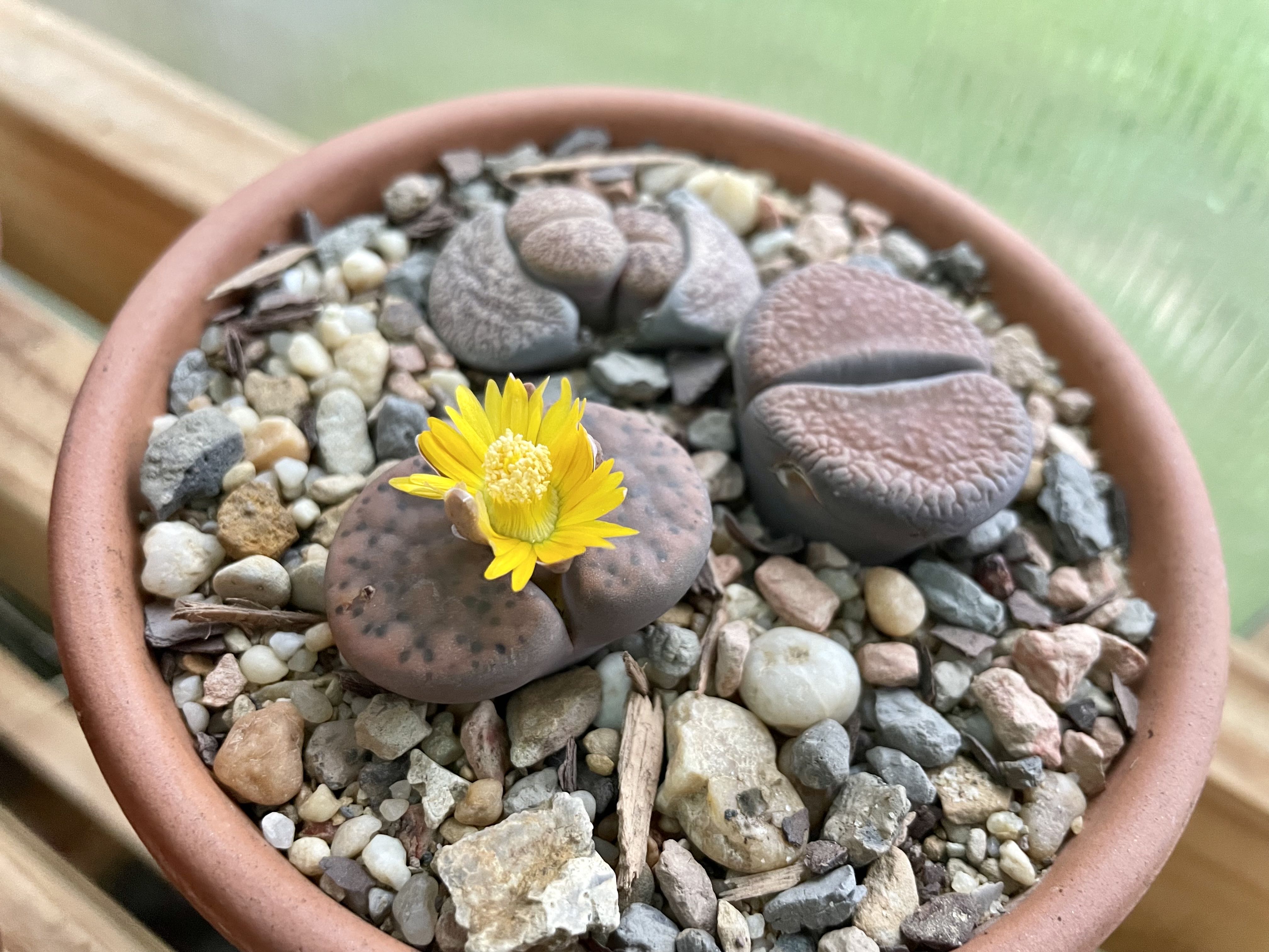 Photo from the post