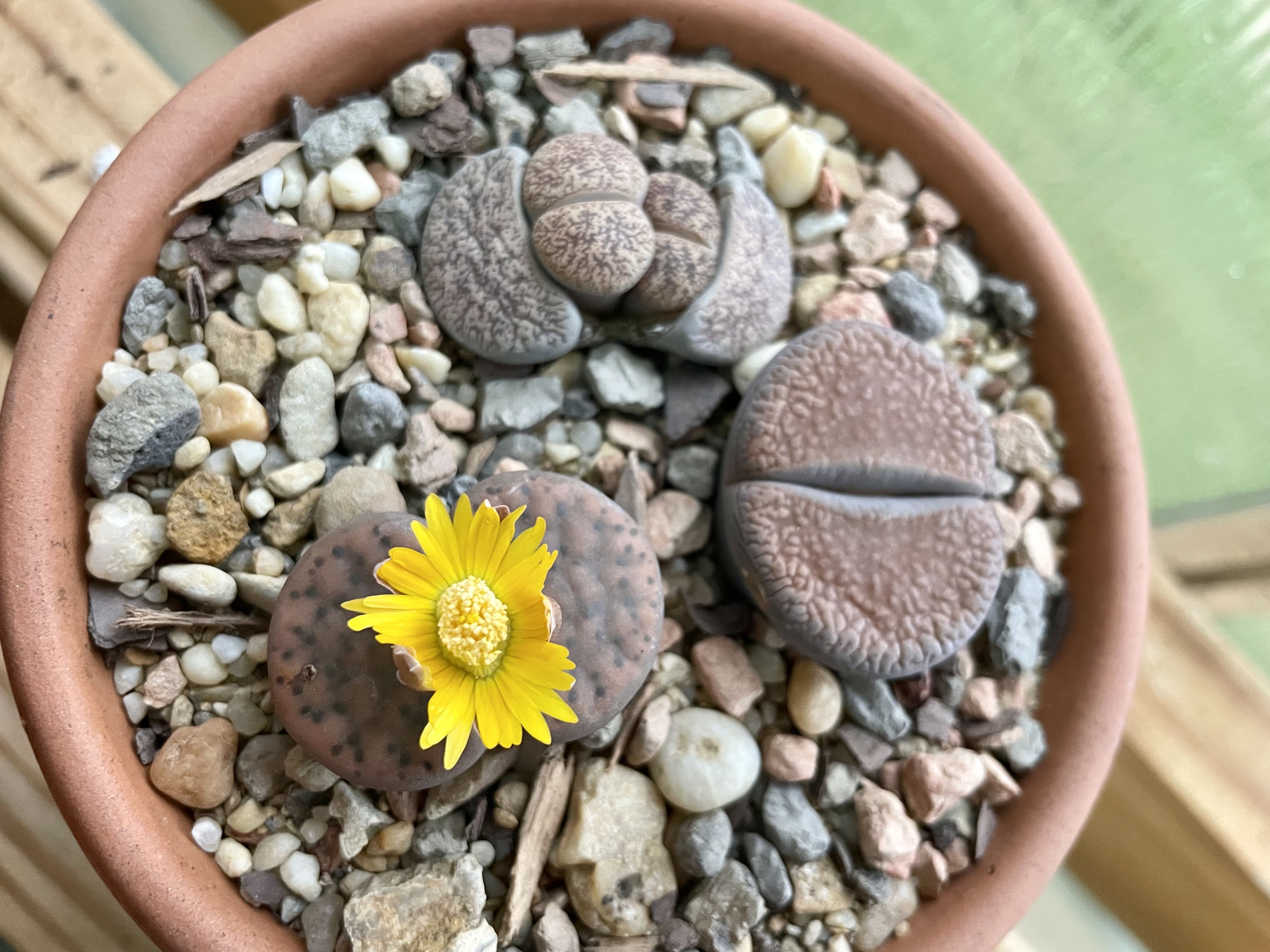 Photo from the post