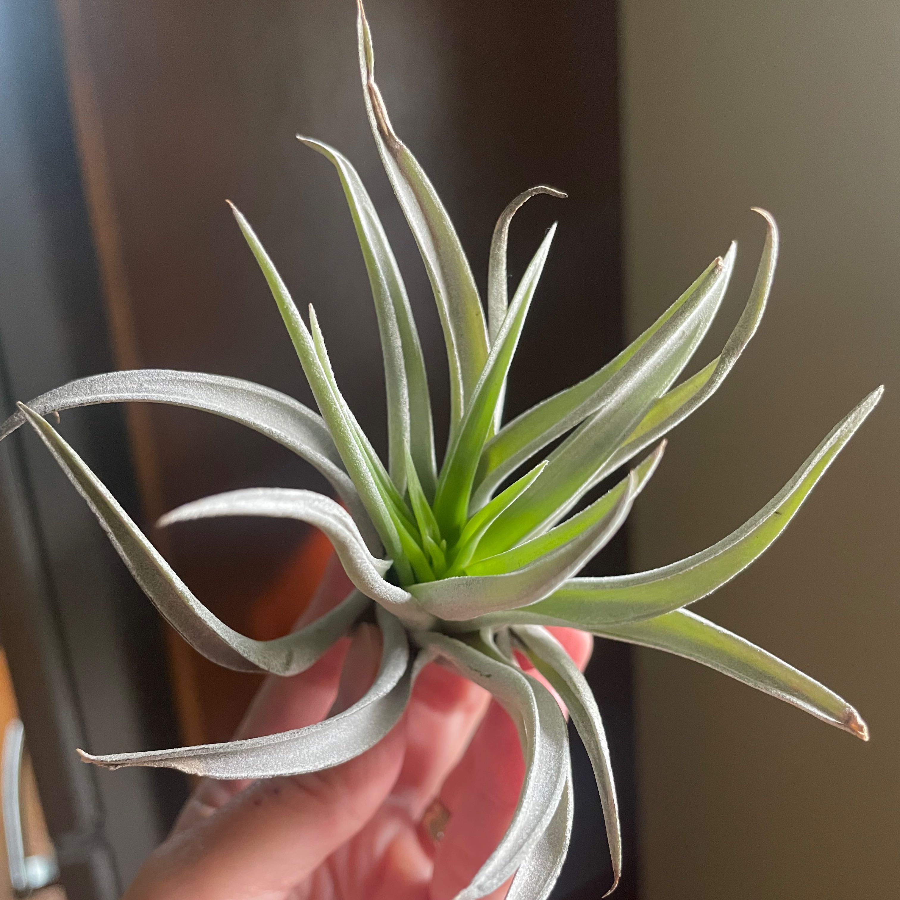 Tillandsia harrisii plant being held by a hand, appears healthy.