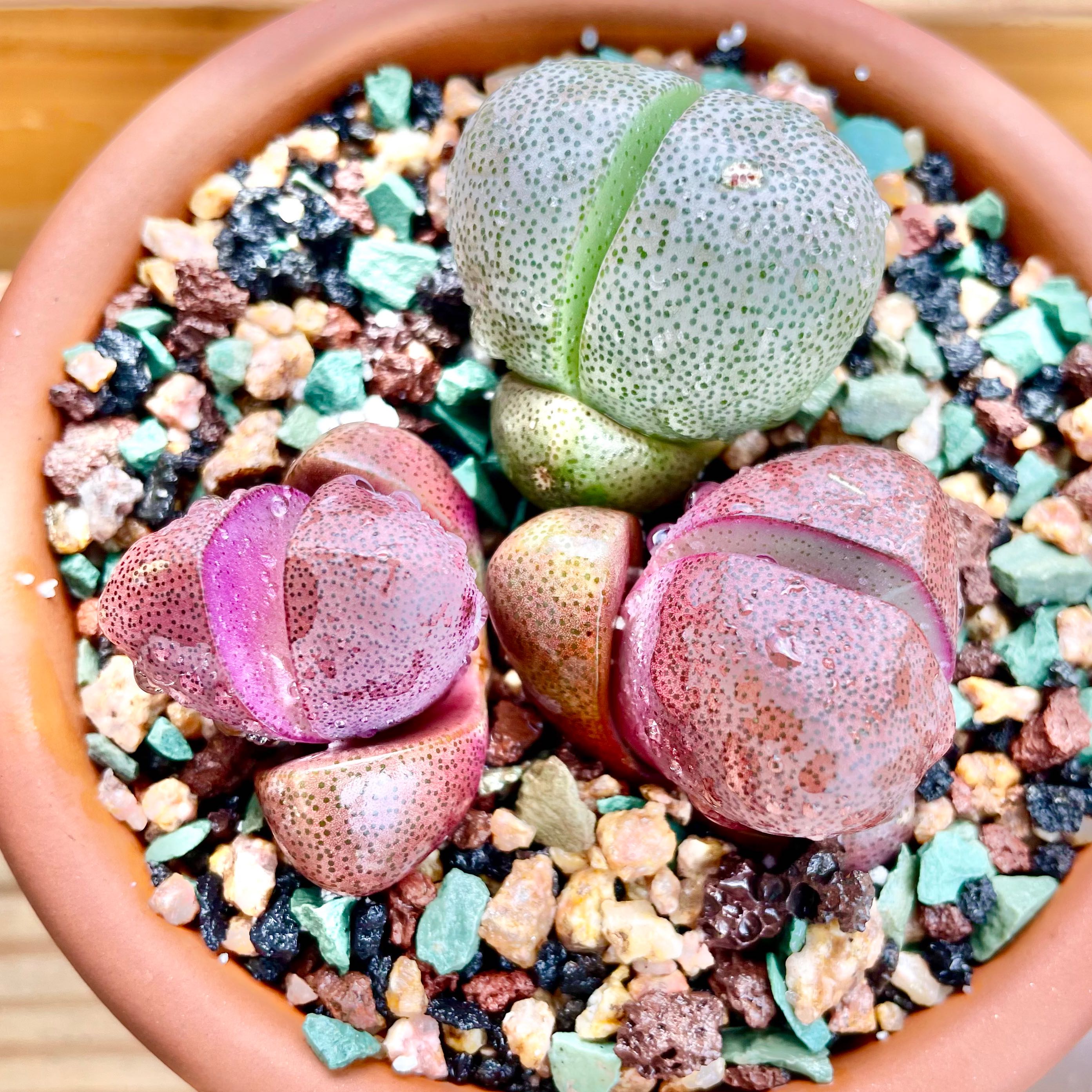 Split Rock plant (Pleiospilos nelii) in a pot with well-draining soil, healthy appearance.