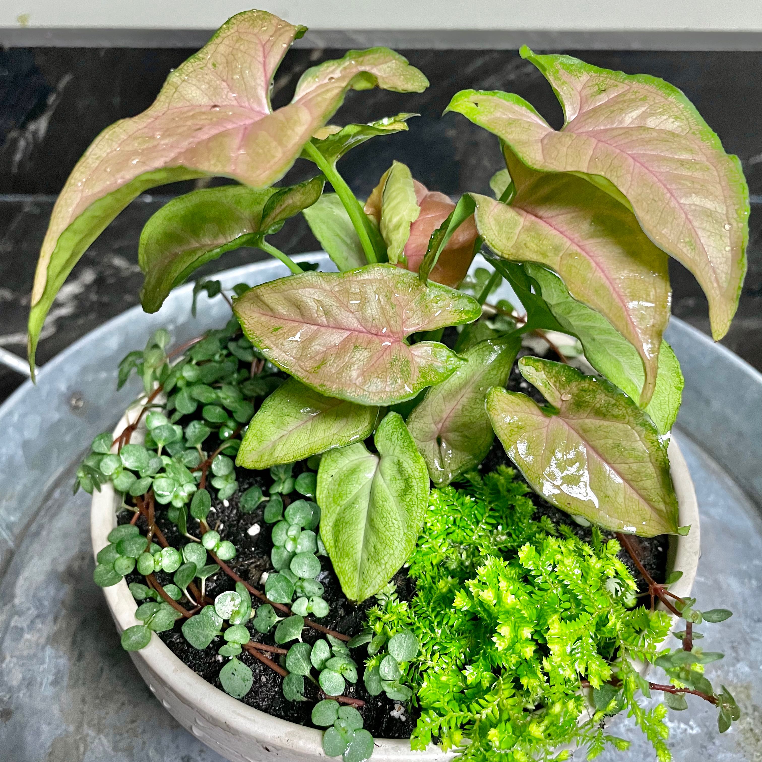 Pink Arrowhead Vine in a pot with other small plants, showing vibrant pink and green leaves.