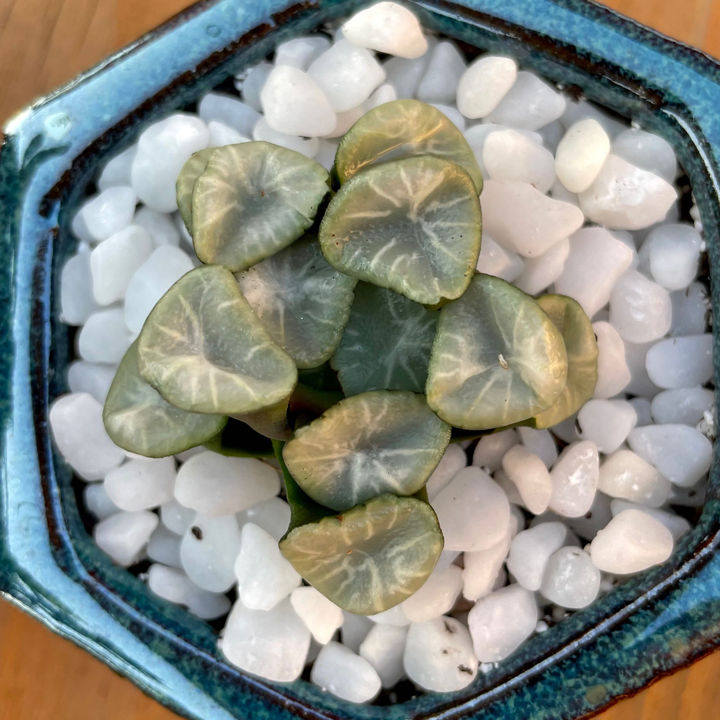 Photo of the plant species Horse's Teeth Haworthia by @Jana85 named Tolkien on Greg, the plant care app