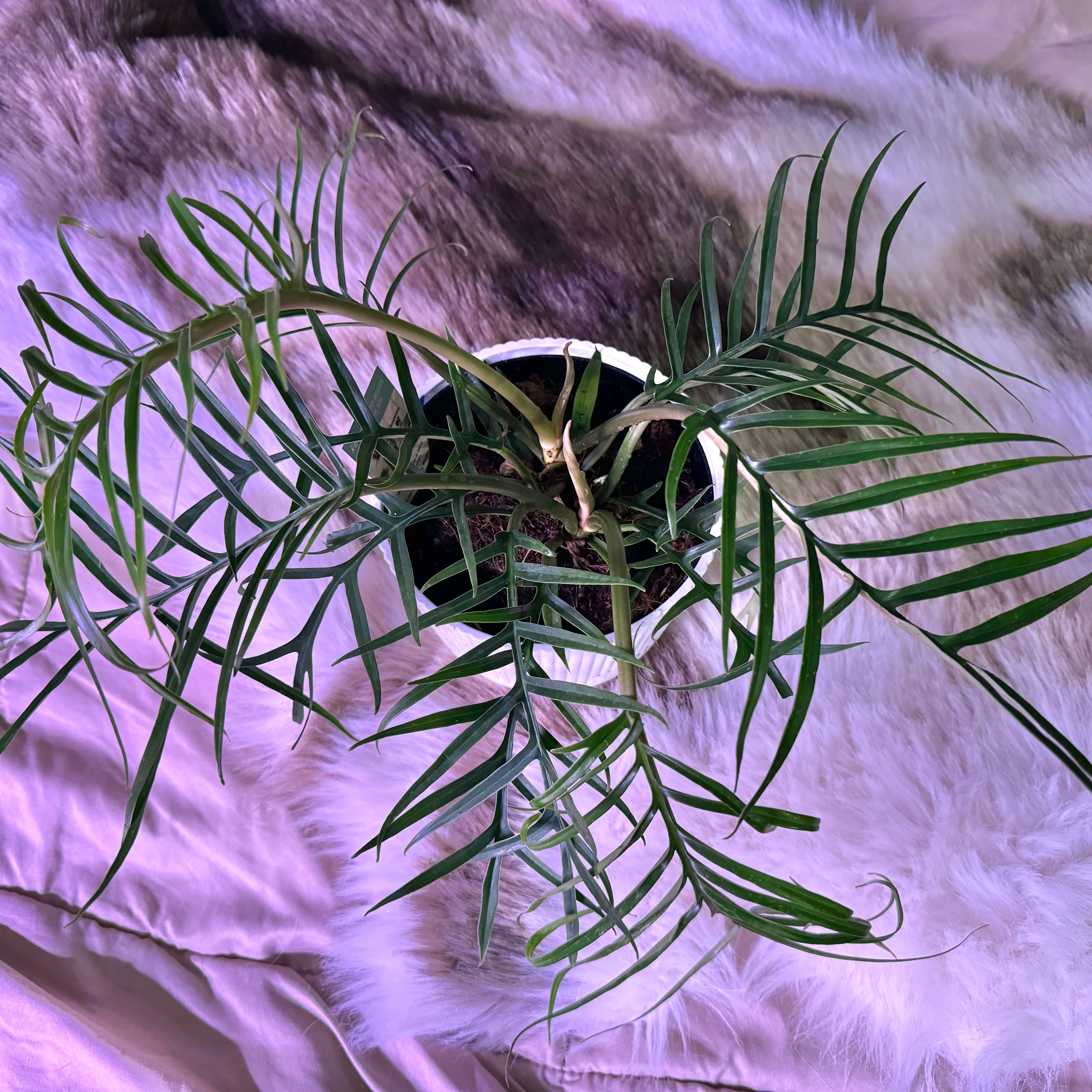 Philodendron tortum plant in a pot with visible soil, well-framed and healthy.