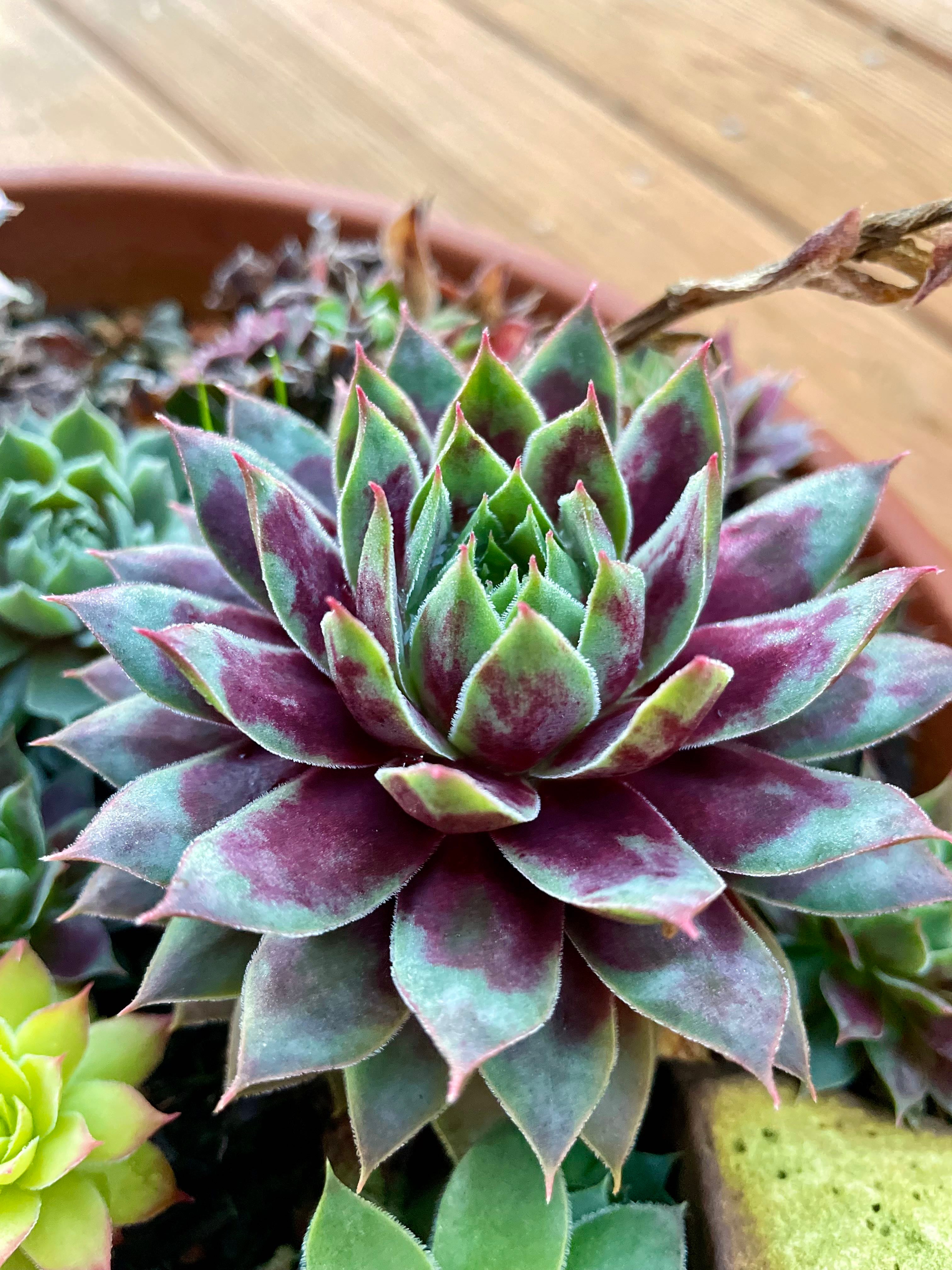 Black Rose Plant Care Water, Light, Nutrients Greg App 🌱