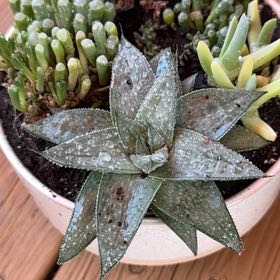 Photo of the plant species Gasteria 'Grey' by @Jana85 named Yareli on Greg, the plant care app