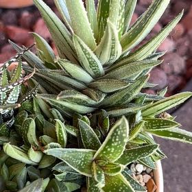 Photo of the plant species Gasteraloe 'Thais' by @Jana85 named Sol on Greg, the plant care app