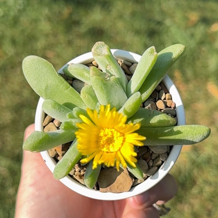 Photo of the plant species Tongue Leaf Plant by @Jana85 named Haze on Greg, the plant care app