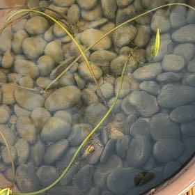 Plant care for American Lotus on Greg, the plant care app