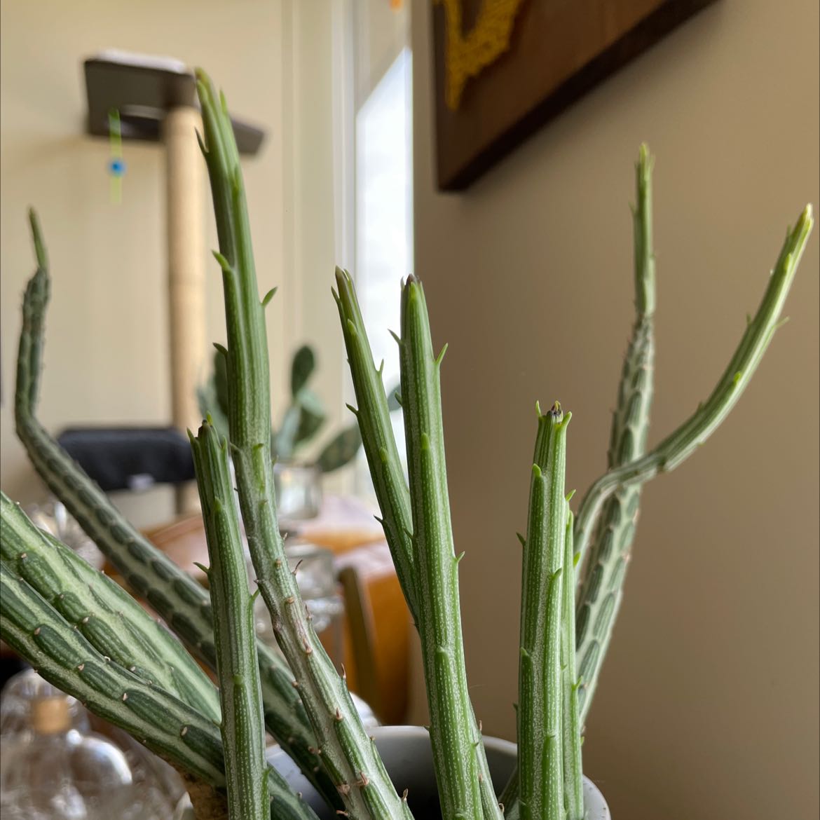 Candle Plant with multiple green stems indoors near a window.
