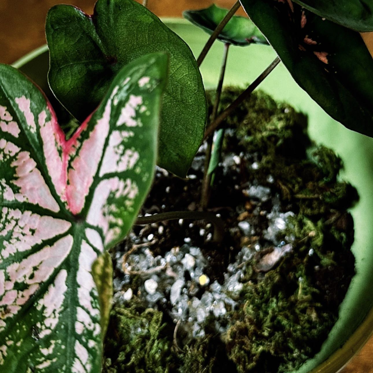 Photo of the plant species Elephant Ear Pink Beauty by @moonstvdy named Calypso on Greg, the plant care app