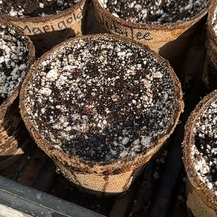 Photo of the plant species Jubilee Watermelon by @SarahAnnettevc named Jubilee on Greg, the plant care app