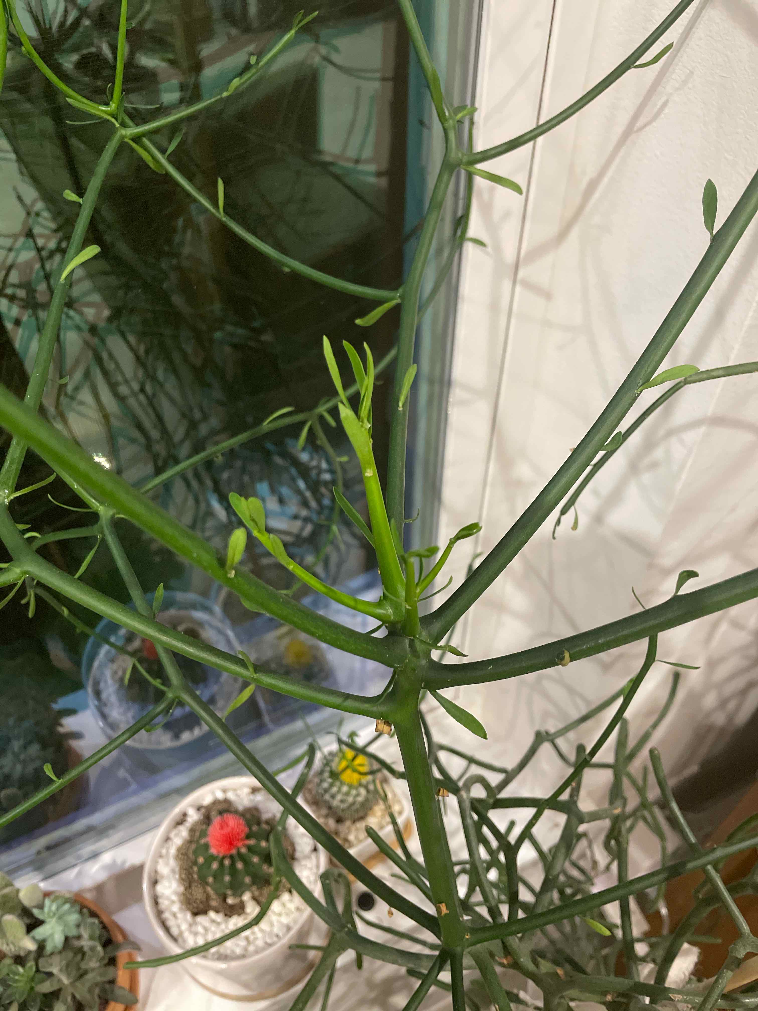 Mistletoe Cactus with healthy green stems, other plants and a window in the background.