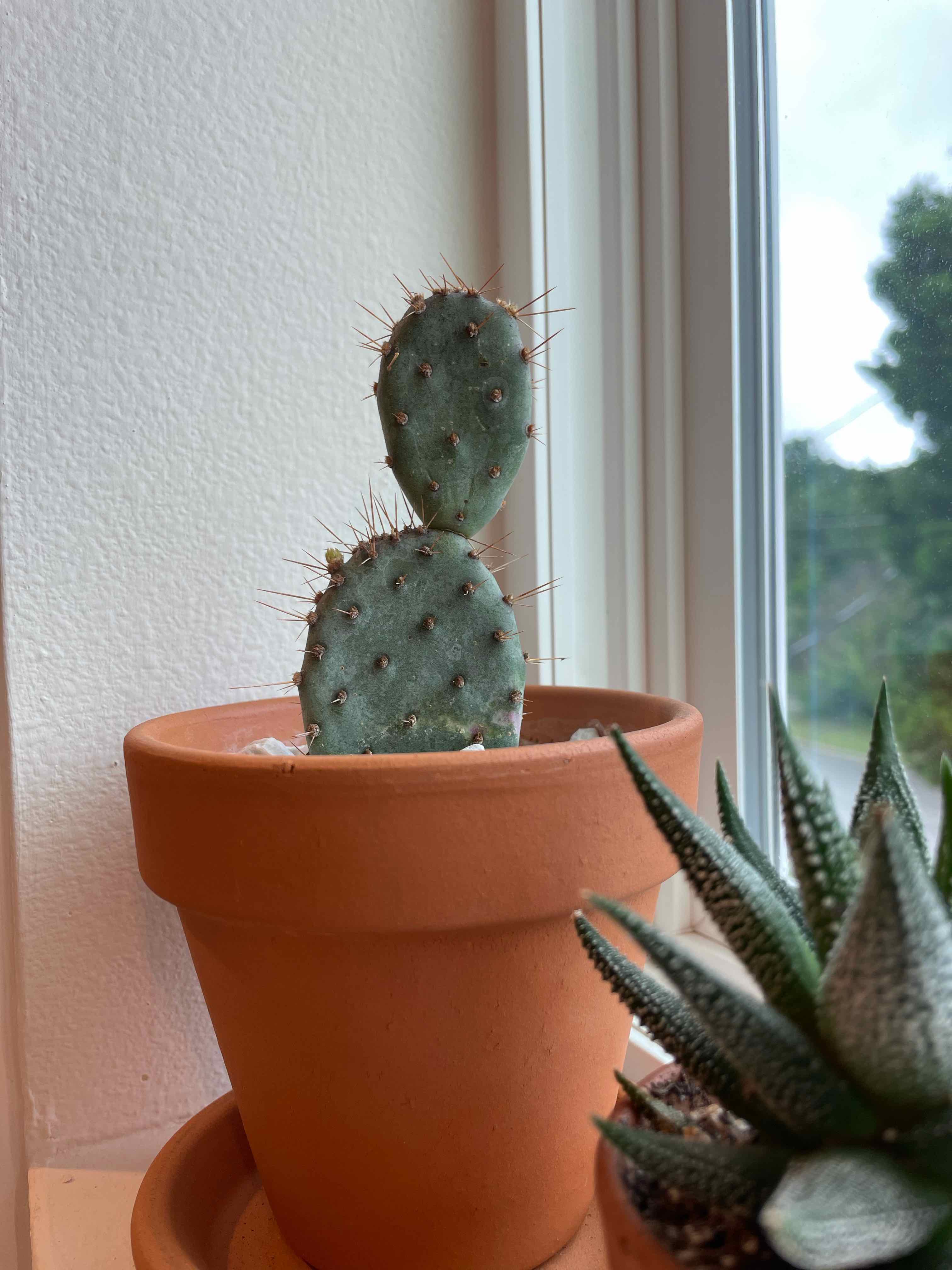 Violet Prickly Pear cactus in a terracotta pot, with another succulent plant visible.