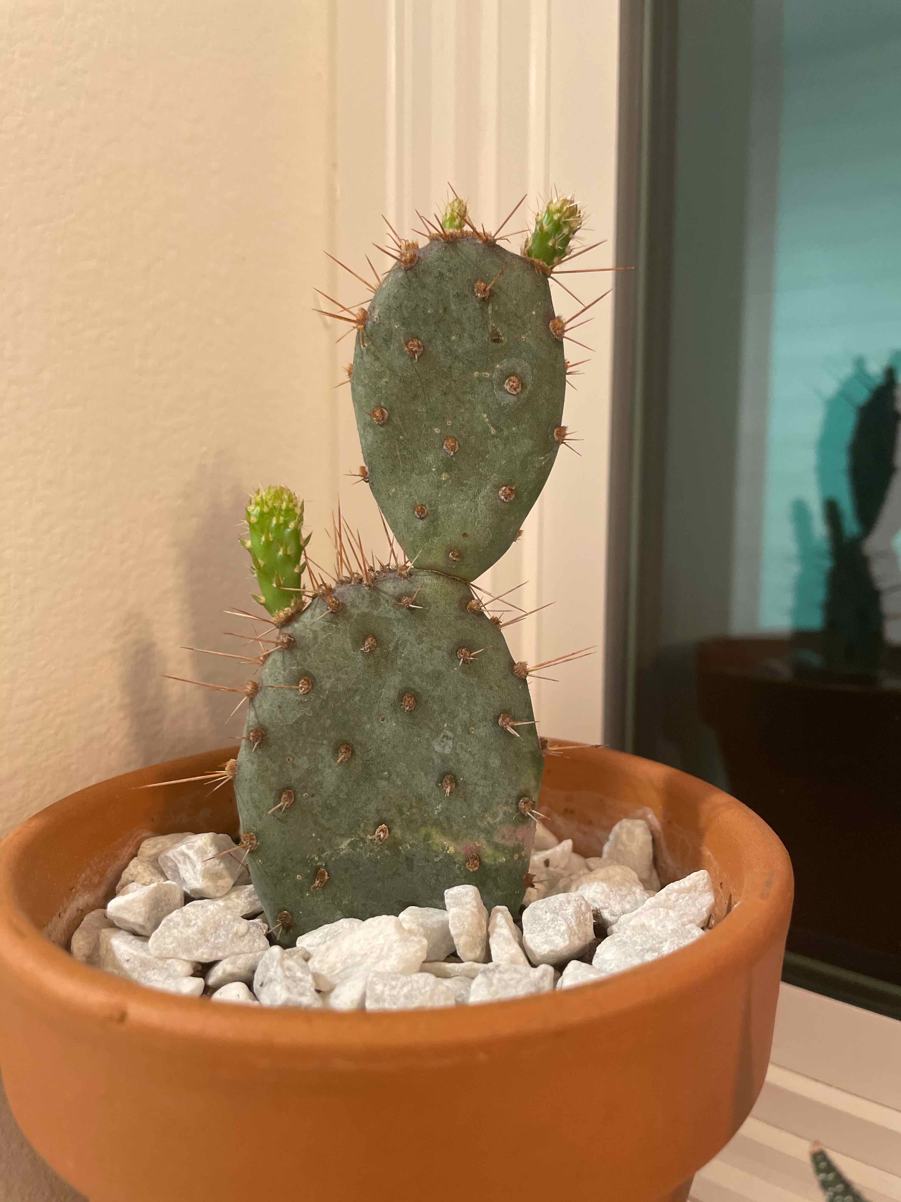 Violet Prickly Pear cactus in a terracotta pot with white stones, showing new growth.