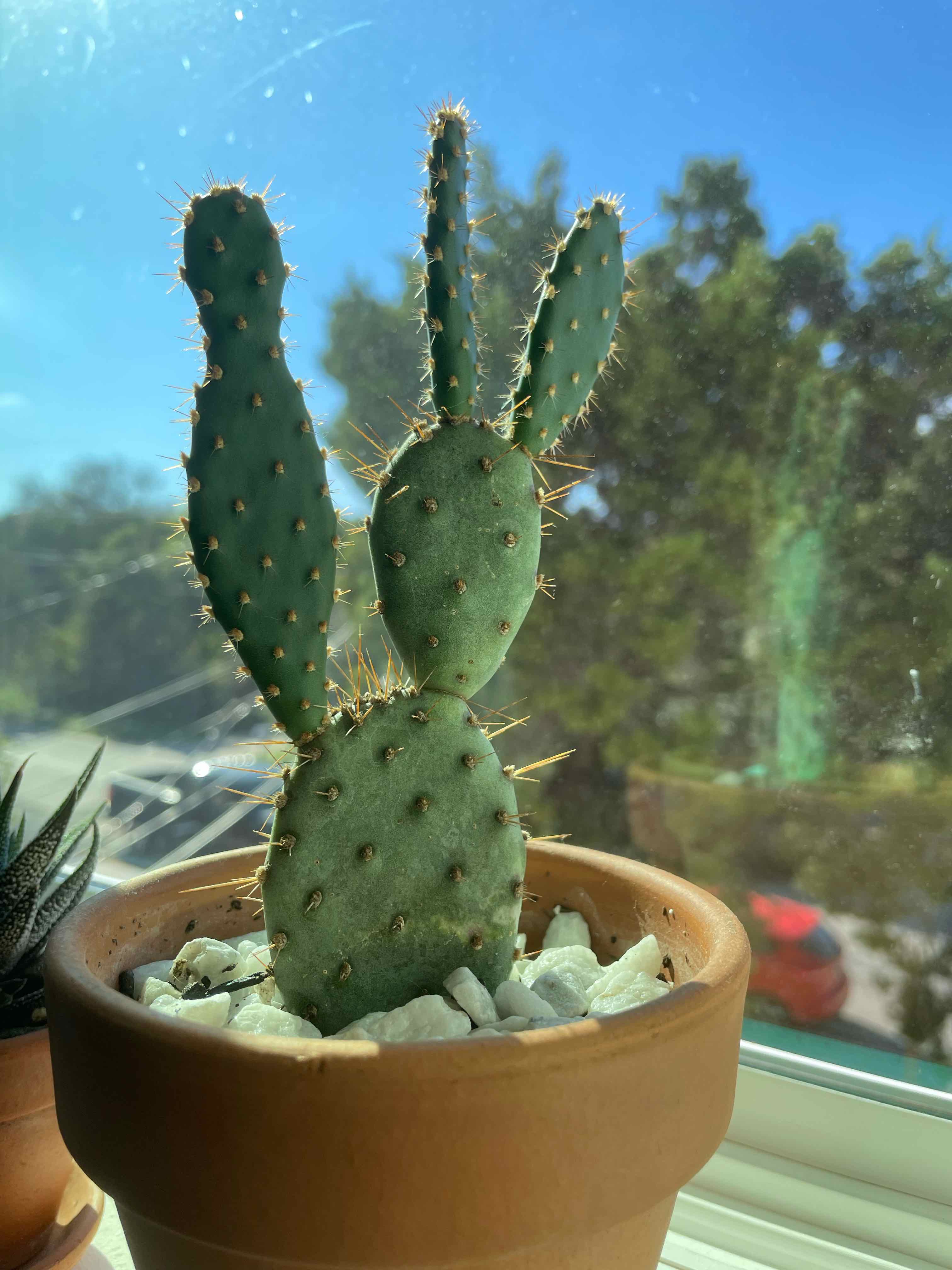 Violet Prickly Pear cactus in a terracotta pot with white stones, healthy and well-lit.