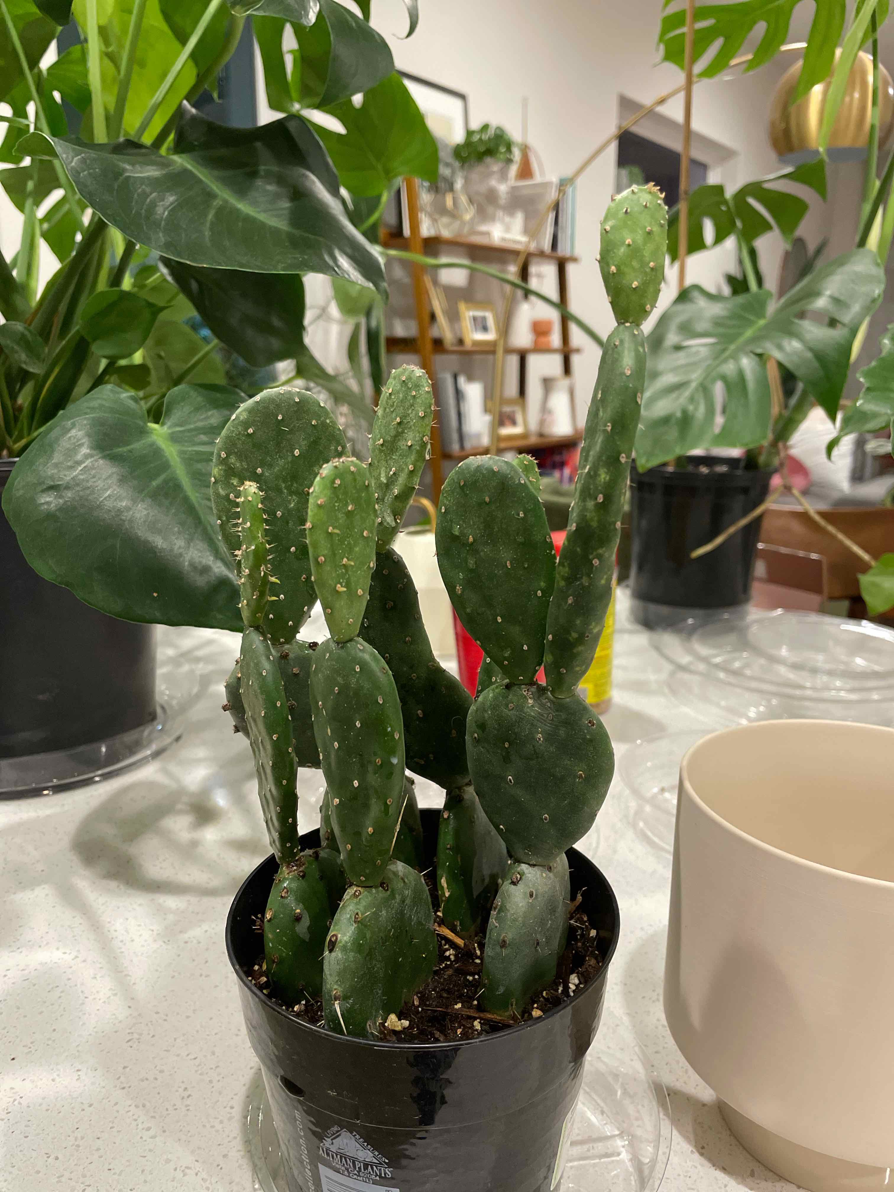 Bakersfield Beavertail Cactus in a black pot with other plants in the background.