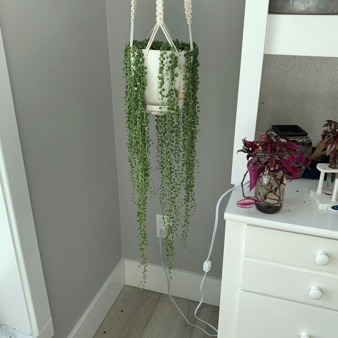String of Pearls plant photo by @SummerLily07 named Pearl￼ on Greg, the plant care app.