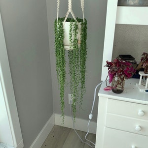 String of Pearls plant photo by @SummerLily07 named Pearl￼ on Greg, the plant care app.