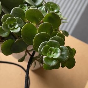 Photo of the plant species Sedum spurium 'John Creech' by @SirCat named Forrest on Greg, the plant care app
