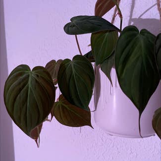 Heartleaf Philodendron plant in Los Angeles, California