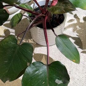 Pink Princess Philodendron plant in Los Angeles, California