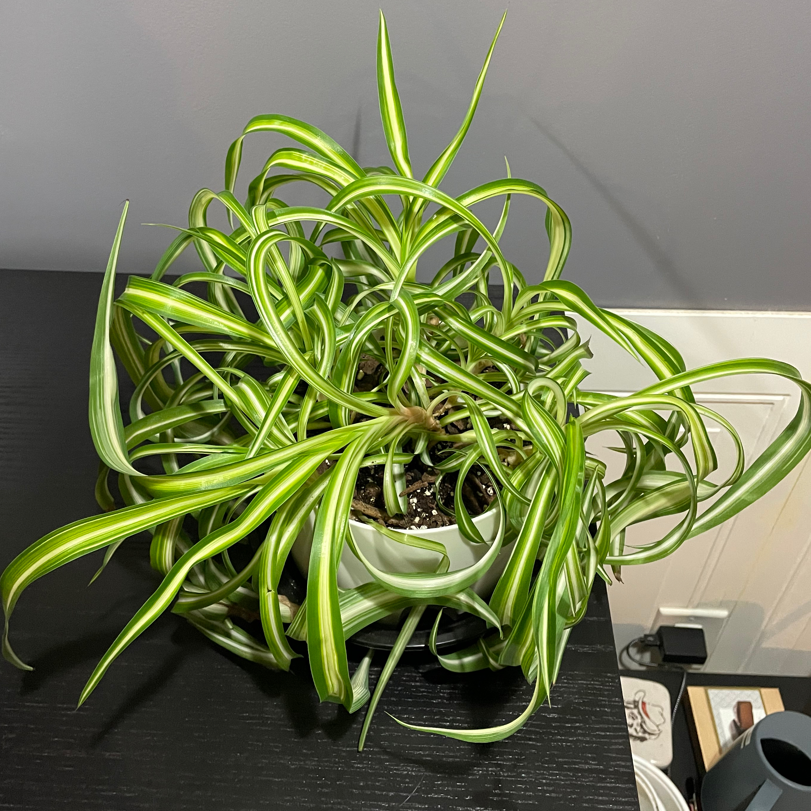 Spider Plant plant photo by @kinleycote named Spider - white on Greg, the plant care app.