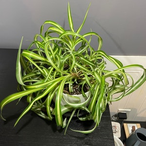 Spider Plant plant photo by @kinleycote named Spider - white on Greg, the plant care app.