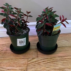 Peperomia Red Log plant