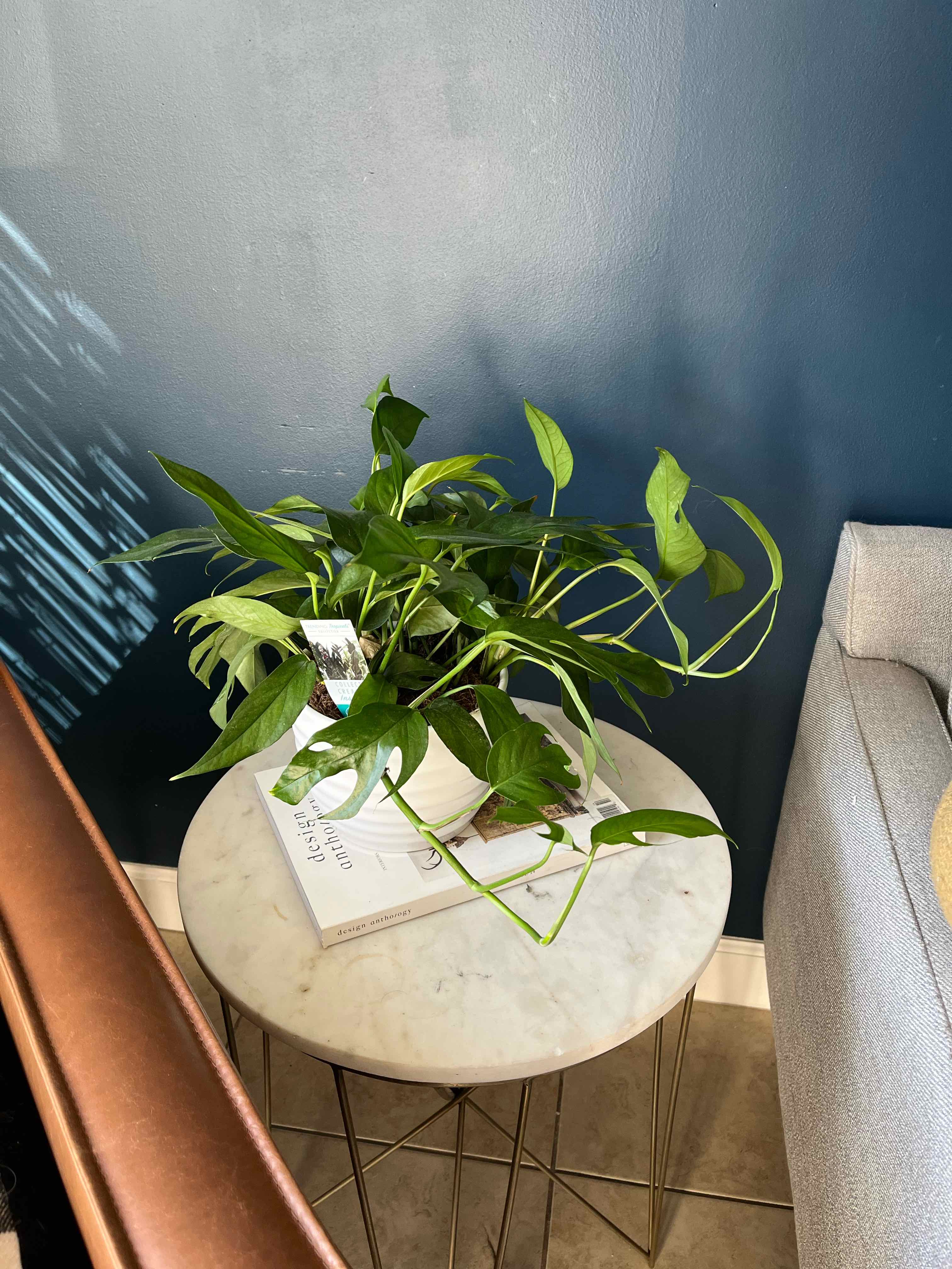 Why Are There Black Spots on My Baltic Blue Pothos Leaves?