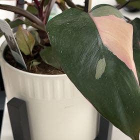 Pink Princess Philodendron plant in Rogers, Arkansas