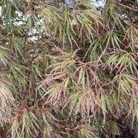 Photo of the plant species Crimson Queen Japanese Maple by @jcajr named Maya on Greg, the plant care app