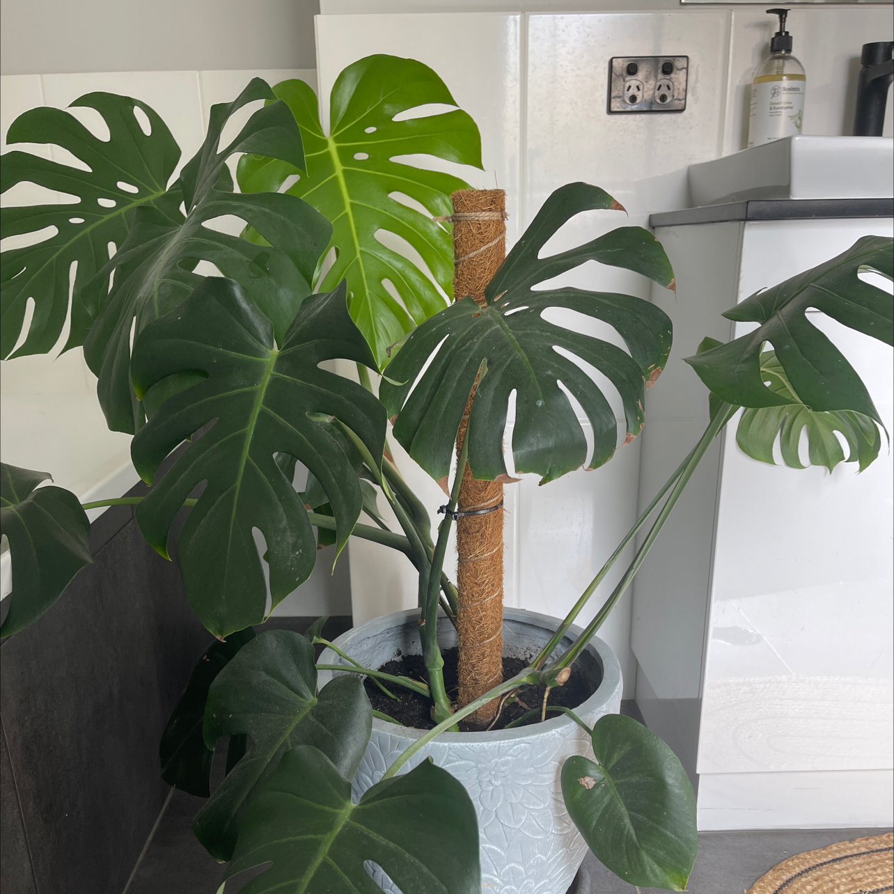 Monstera plant photo by @Ellegraay named Doja Cat on Greg, the plant care app.