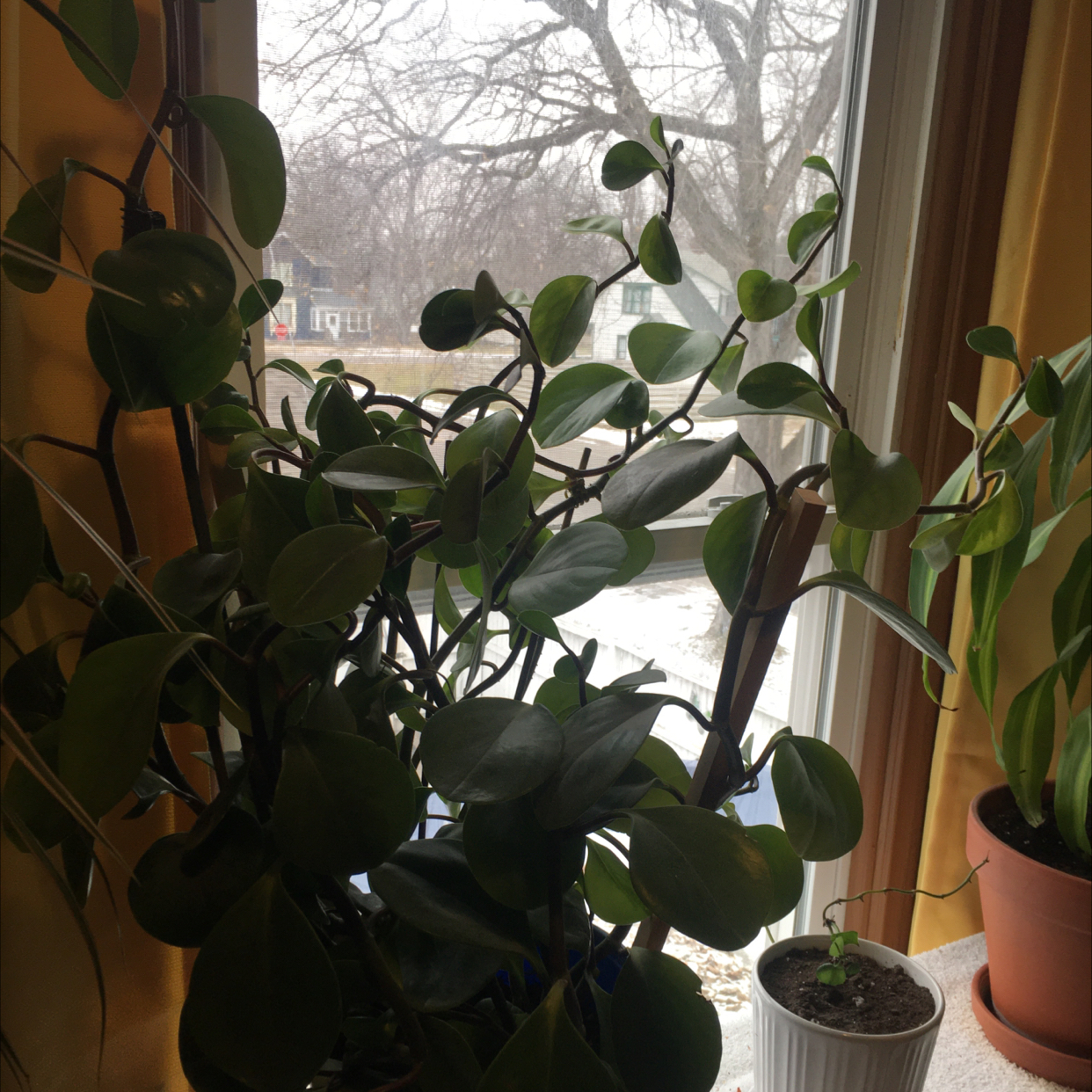 Photo of the plant species Low Peperomia by @Jensplants named Peper on Greg, the plant care app