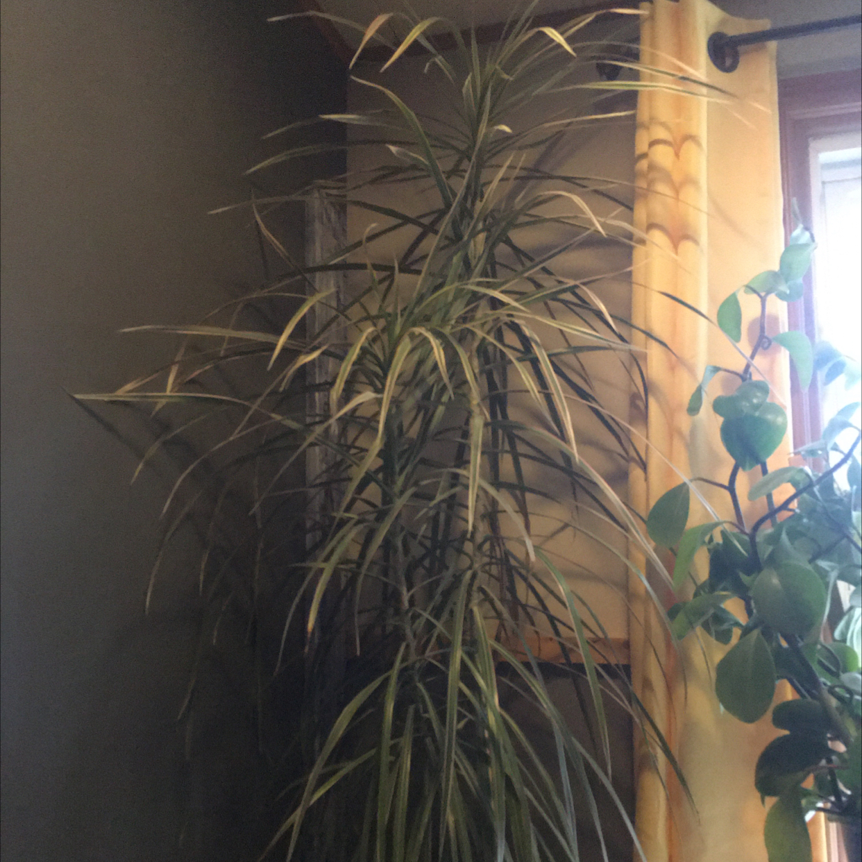 Photo of the plant species New Zealand Flax by @Jensplants named Spike on Greg, the plant care app