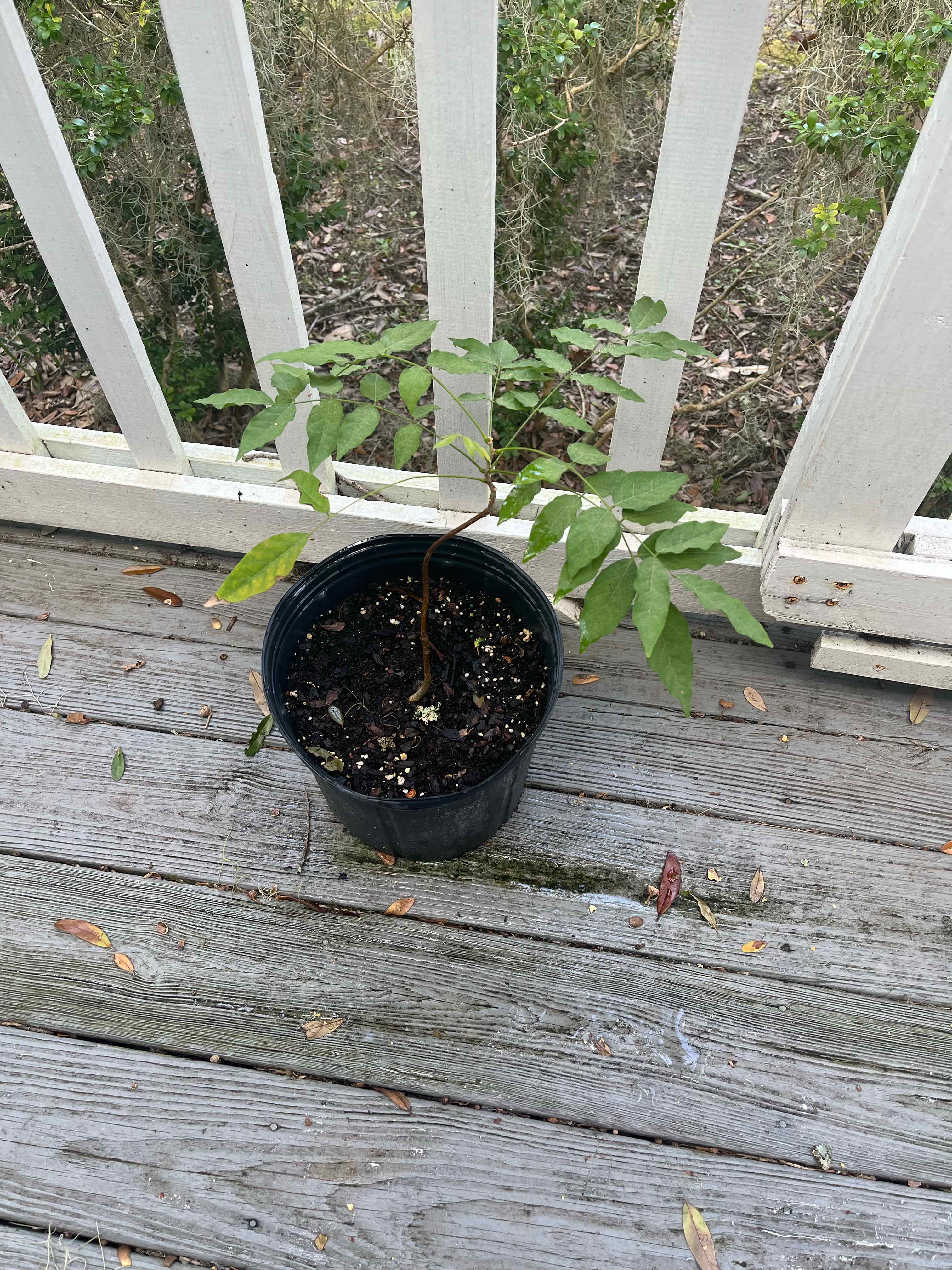 Young Chinese Wisteria plant in a black pot on a wooden deck with visible soil.