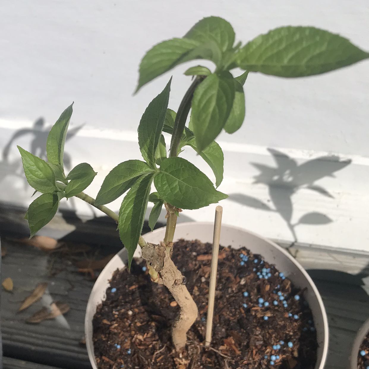 Young Orange Eye Butterflybush plant in a pot with healthy green leaves.